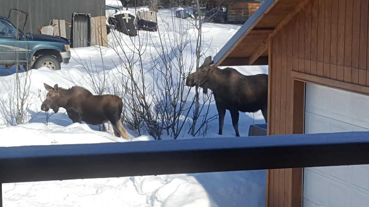Southern Bluff Bed & Breakfast Soldotna Bagian luar foto